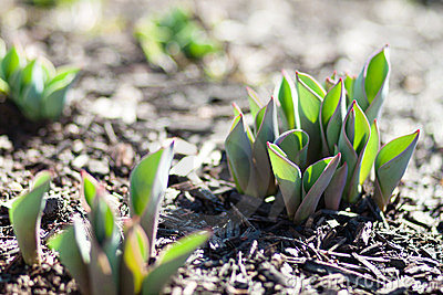 tulips-sprouting-ground-23844638