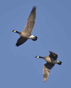 canadian snow geese in flight