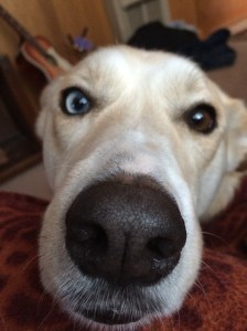 Emma the philosophizing Huskador