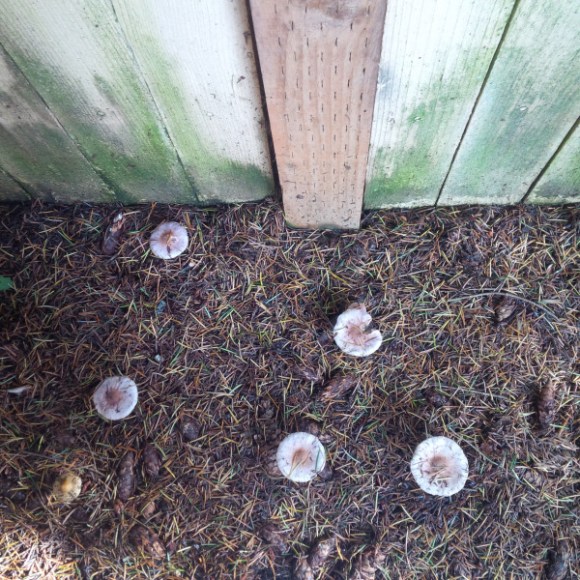 Friday Fictioneers photo courtesy Erin Leary