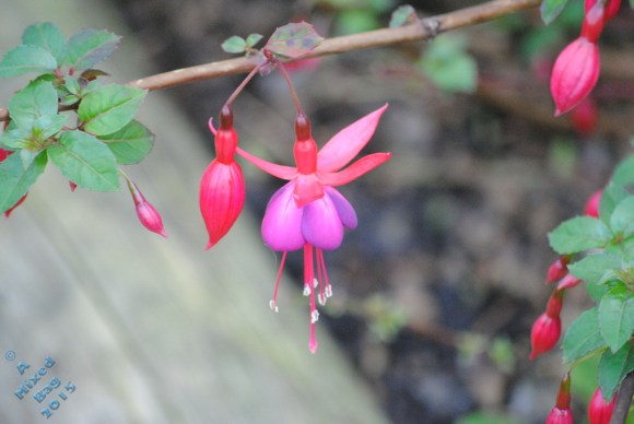 blooming fuchsia